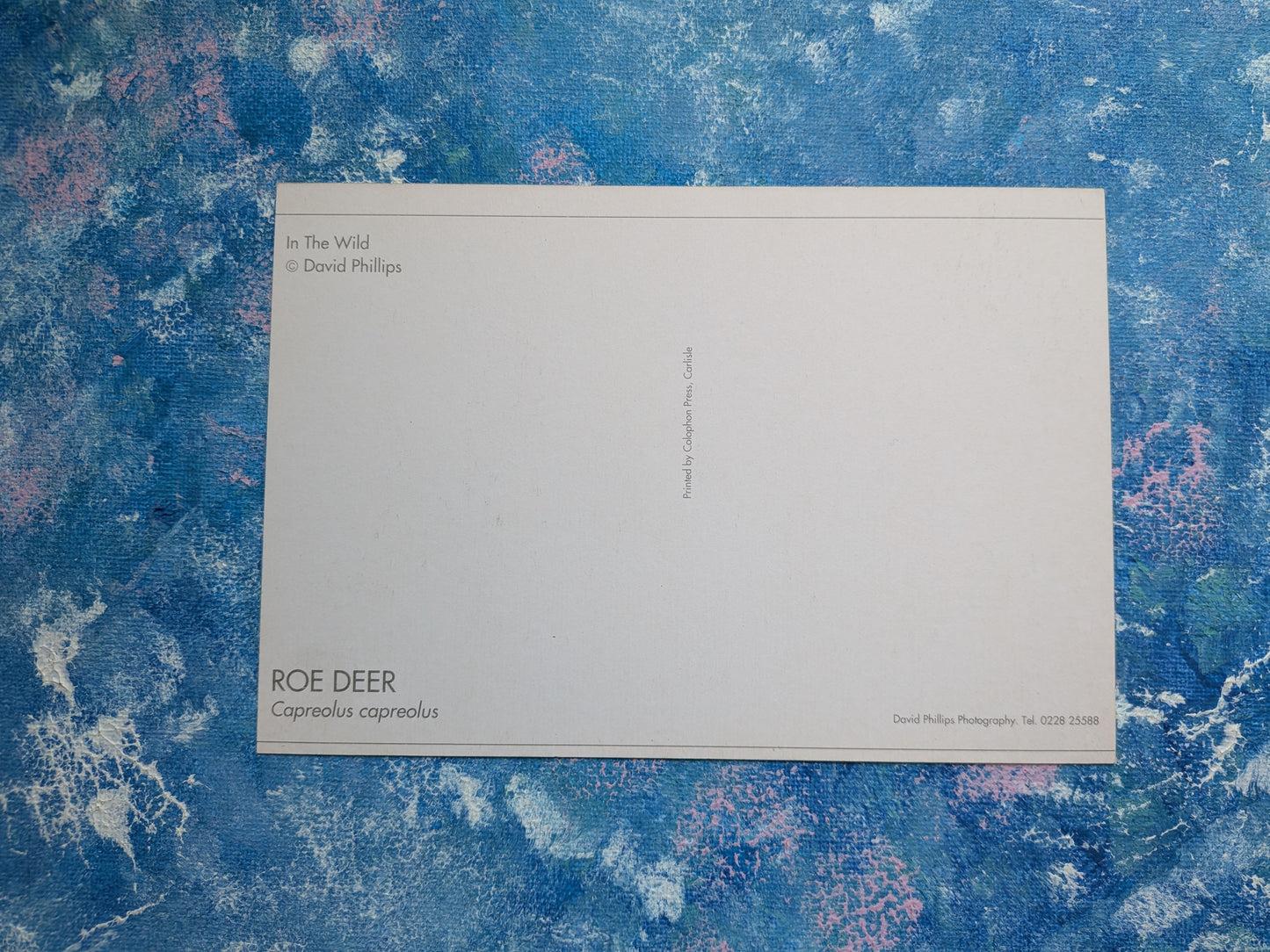 Roe Deer Postcard - In The Wild Series - David Phillips Photography