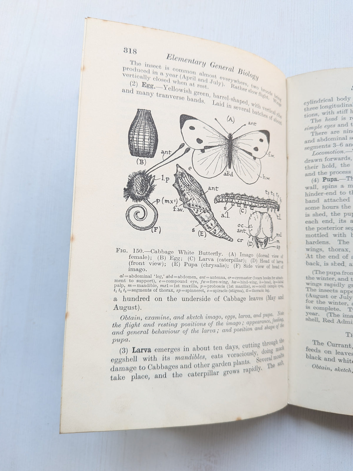 Elementary General Biology Part II by F. J. Wyeth - 1935 - G. Bell and Sons Ltd