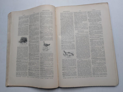 Ogilvie's Imperial Dictionary of The English Language Div. 12 - 1880's Approx