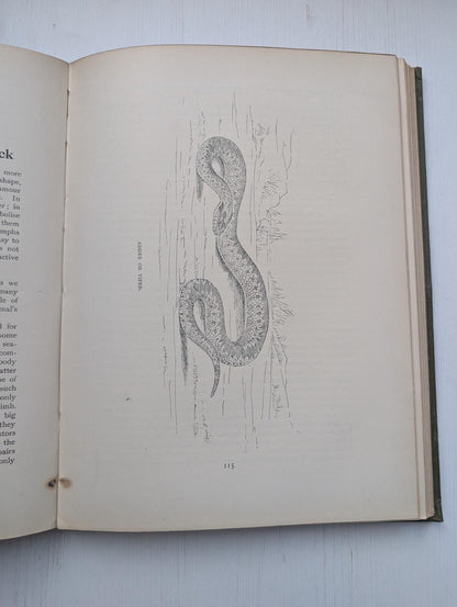 Nature All The Year Round by J. Arthur Thomson, 1900's Approx, The Pilgrim Press