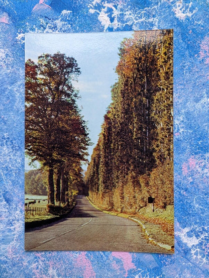 Vintage Perthshire Postcard - The Beech Hedge, Meikleour - J. Arthur Dixon