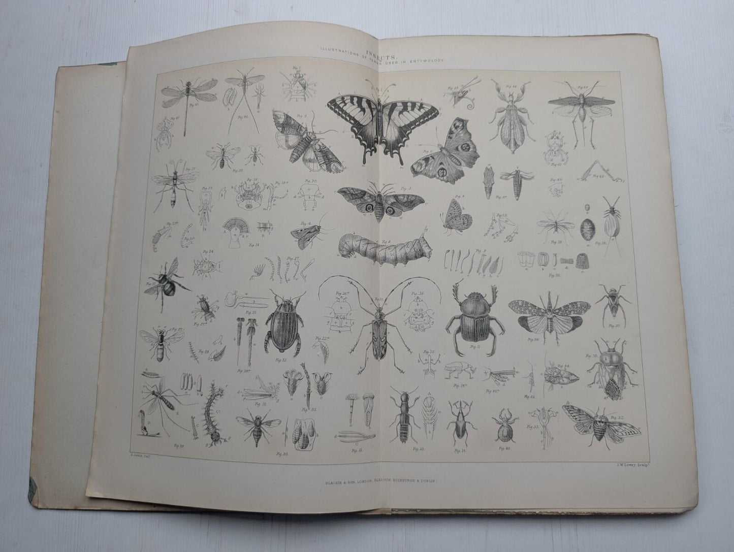 Ogilvie's Imperial Dictionary of The English Language Div. 9 - 1880's Approx