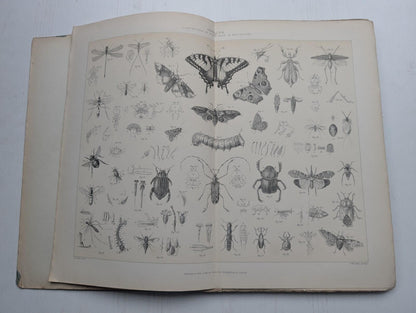 Ogilvie's Imperial Dictionary of The English Language Div. 9 - 1880's Approx