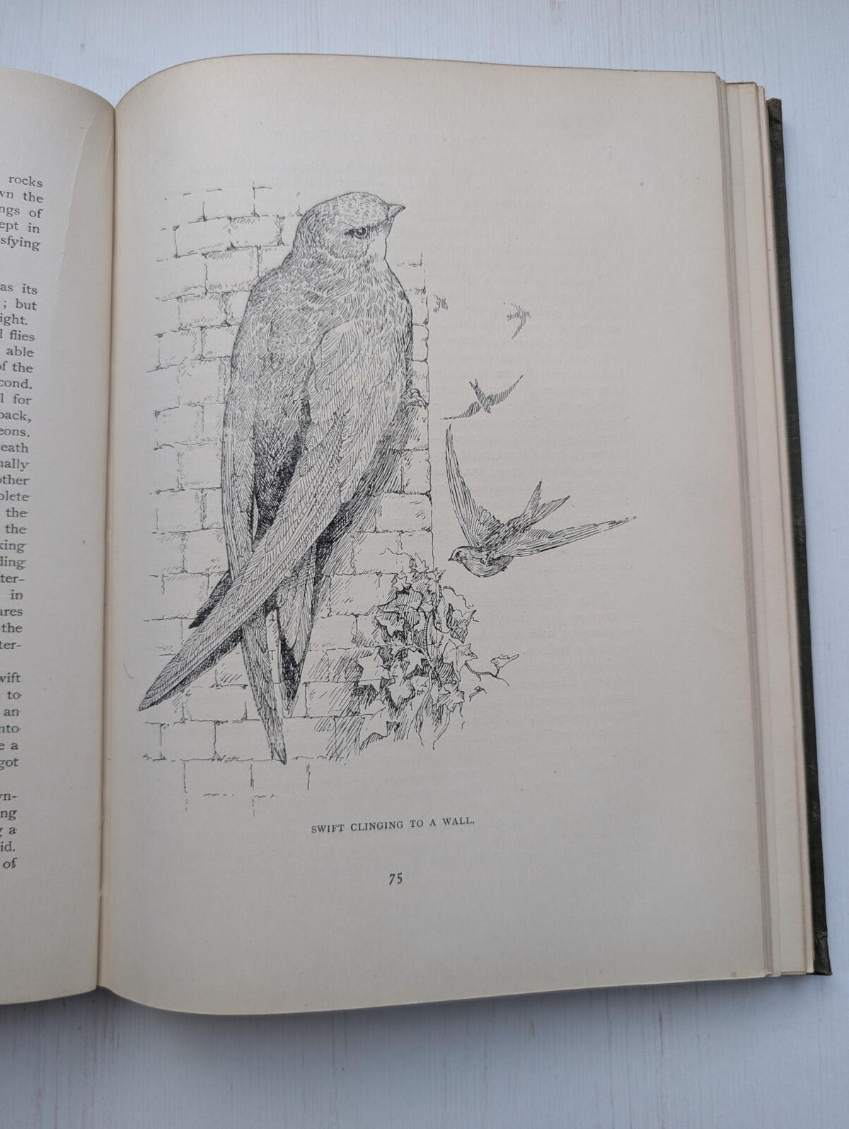 Nature All The Year Round by J. Arthur Thomson, 1900's Approx, The Pilgrim Press