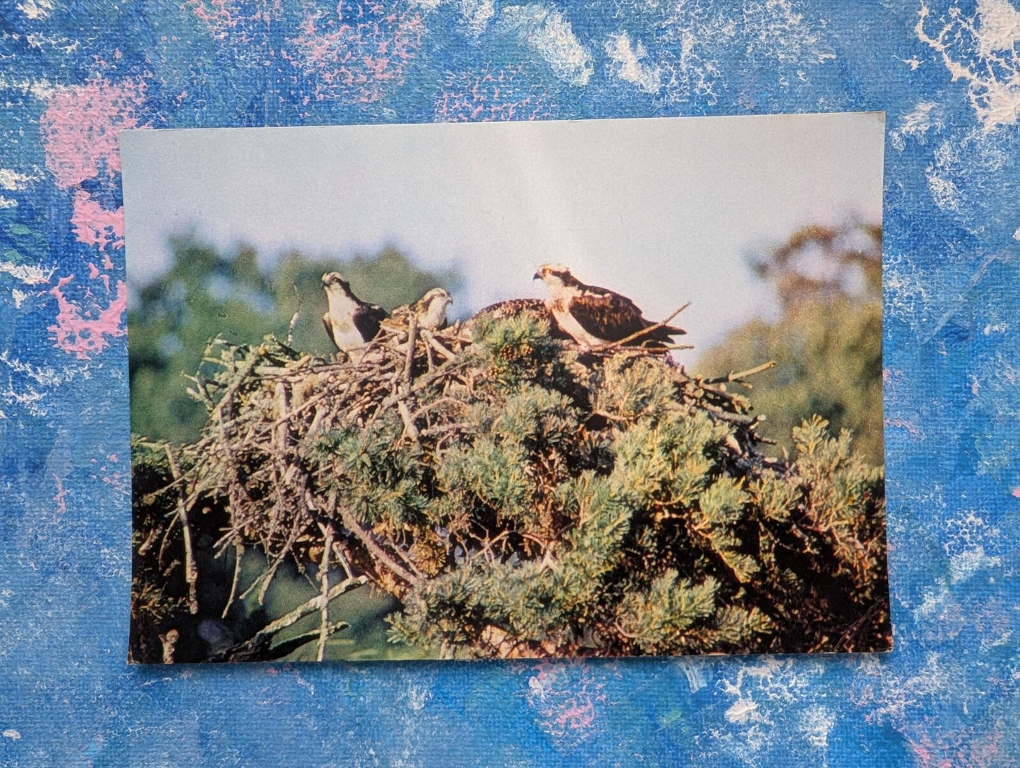 Vintage Osprey Bird Family Wildlife Postcard - J. Arthur Dixon Postcard