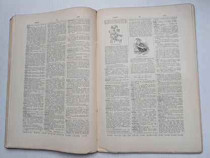 Ogilvie's Imperial Dictionary of The English Language Div. 13 - 1880's Approx