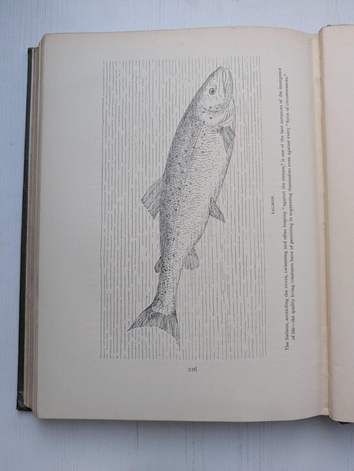 Nature All The Year Round by J. Arthur Thomson, 1900's Approx, The Pilgrim Press