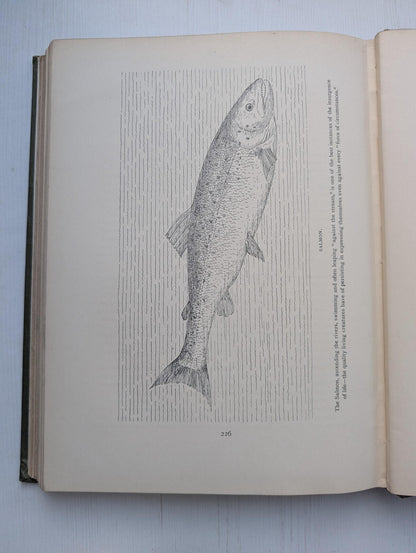 Nature All The Year Round by J. Arthur Thomson, 1900's Approx, The Pilgrim Press