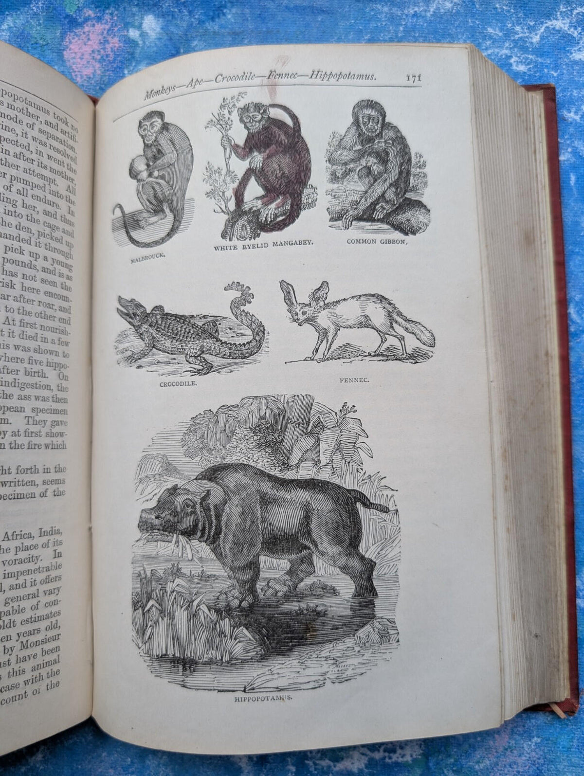 The Parlour Menagerie - Descriptive & Anecdotal 3rd Edition - 1881, John Hogg