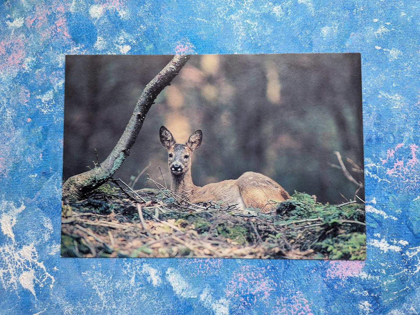 Roe Deer Postcard - In The Wild Series - David Phillips Photography