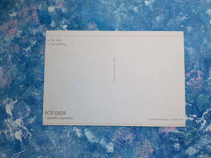 Roe Deer Postcard - In The Wild Series - David Phillips Photography