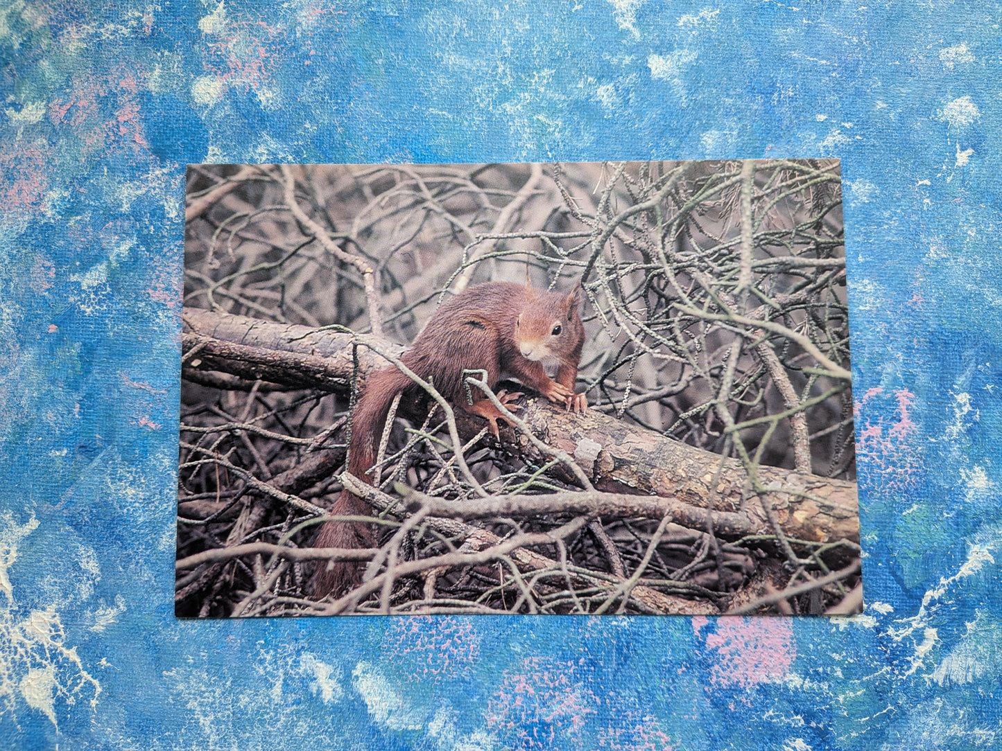Red Squirrel Postcard - In The Wild Series - David Phillips Photography