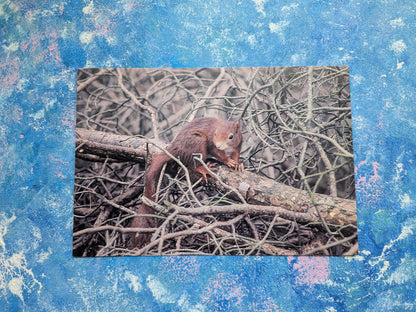 Red Squirrel Postcard - In The Wild Series - David Phillips Photography