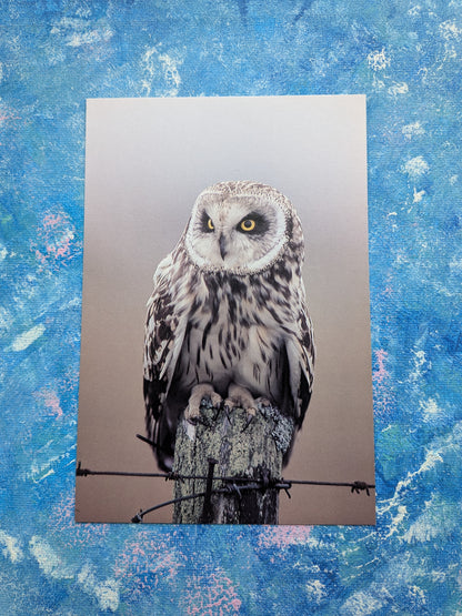 Short-Eared Owl Postcard - In The Wild Series - David Phillips Photography