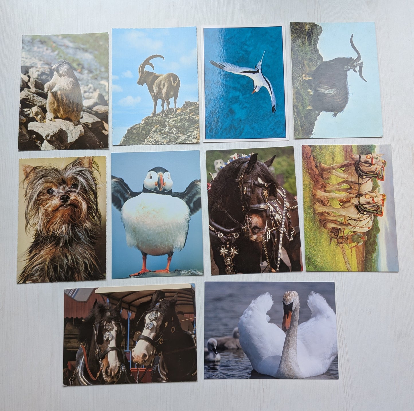 Vintage Animals/Birds Postcards x10 Bundle