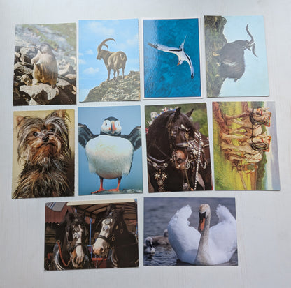 Vintage Animals/Birds Postcards x10 Bundle