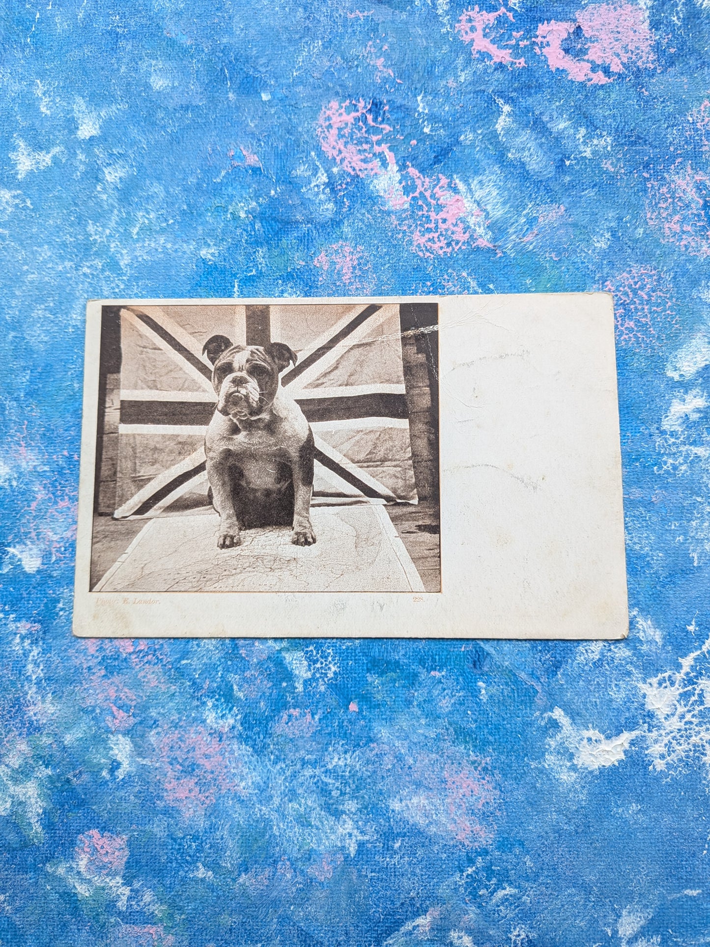 Vintage British Bulldog Postcard - "Herriot" Series