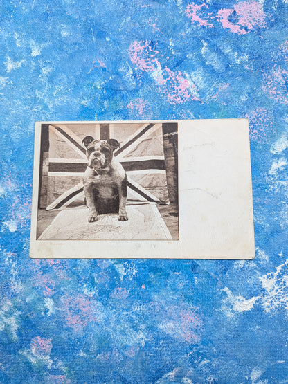 Vintage British Bulldog Postcard - "Herriot" Series