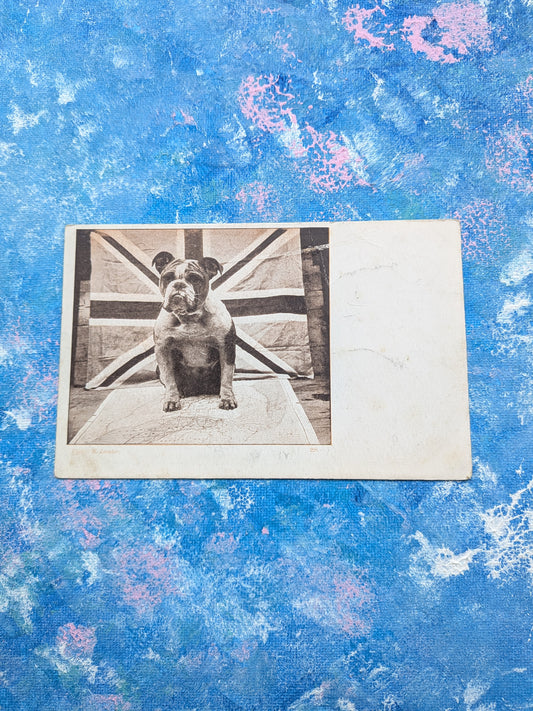 Vintage British Bulldog Postcard - "Herriot" Series