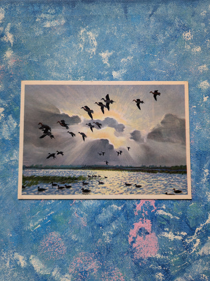 Stormy Weather - Pintails Painting by Peter Scott Postcard - Royle Publications Ltd