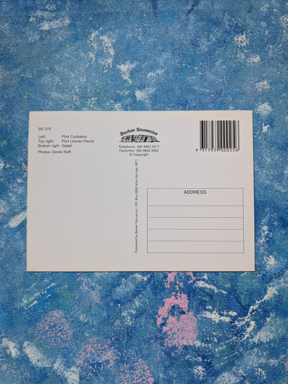 Australian Postcard - Northern Territory Birds