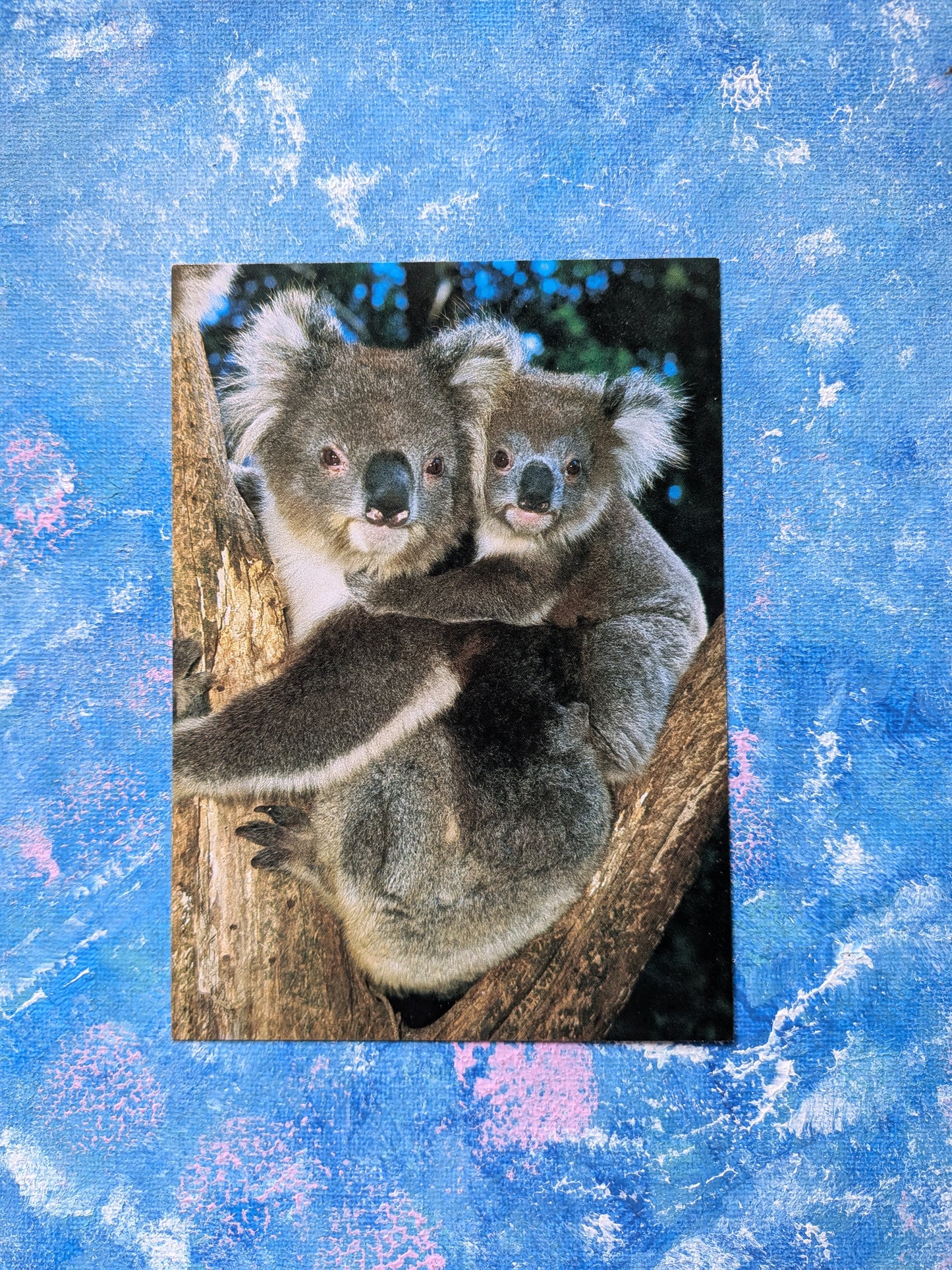 Australian Postcard - Australian Koala With Young