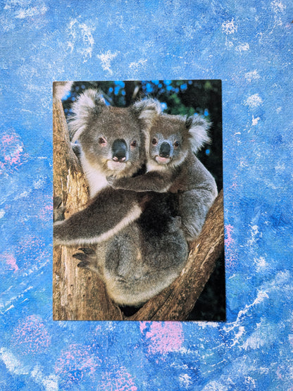 Australian Postcard - Australian Koala With Young