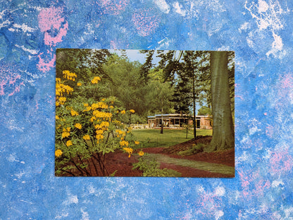 Vintage Windsor Great Park Postcard - The Savill Garden - Cotman-Colour Series
