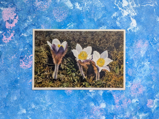Vintage Floral Postcard - No. 275 Anemone Alpina