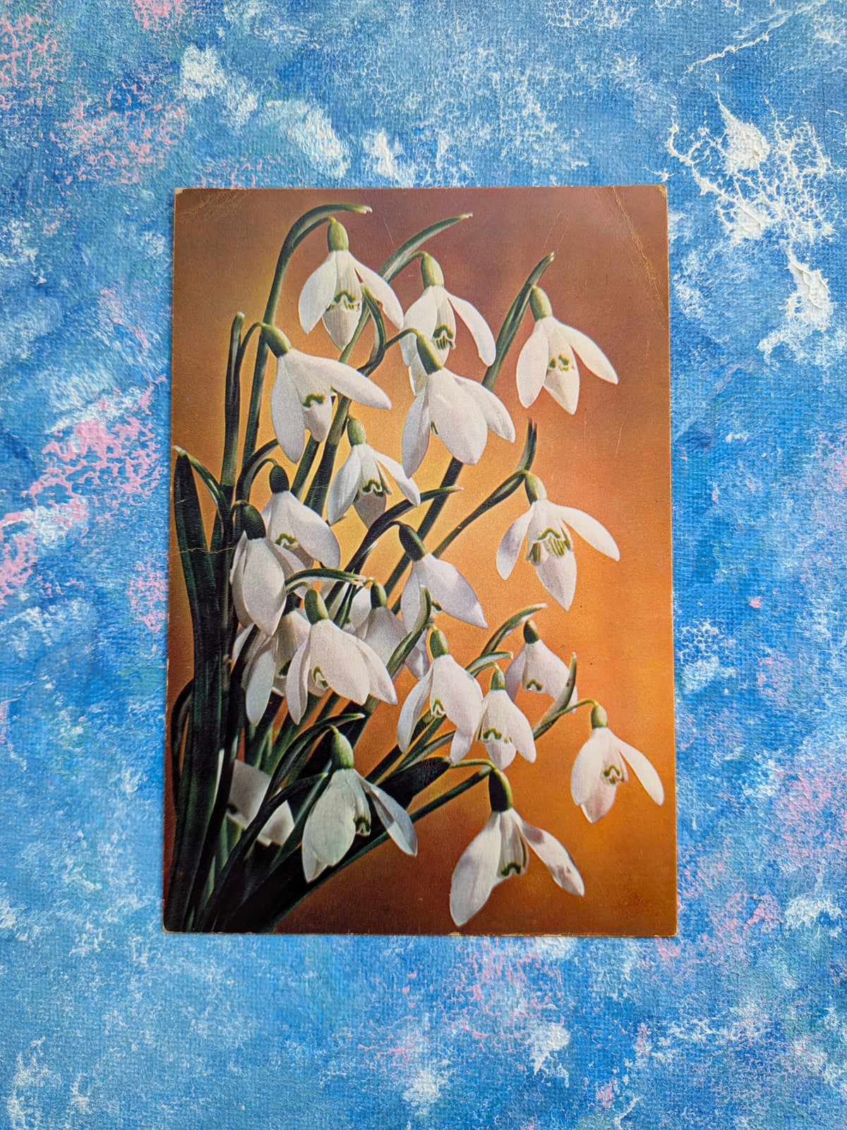 Vintage Floral Postcard - Snowdrop Natural Colour Postcard - J. Arthur Dixon