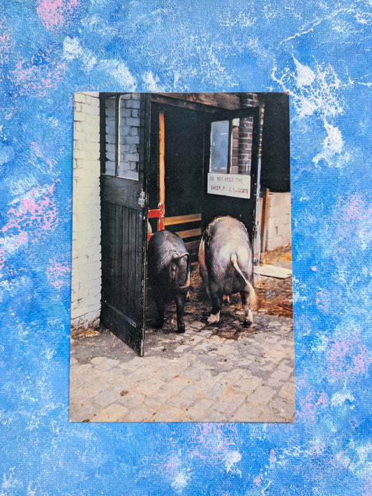 Vintage Pigs Postcard - Two Saddleback Pigs at Hackney City Farm - 1991