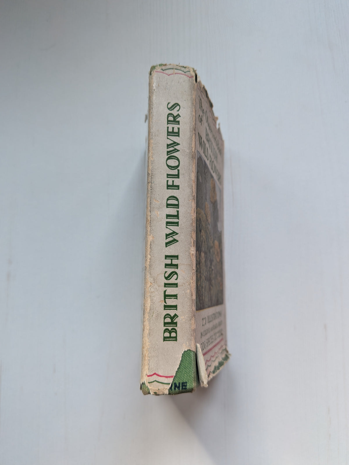 The Observer's Book of British Wild Flowers by W. J. Stokoe - 1941
