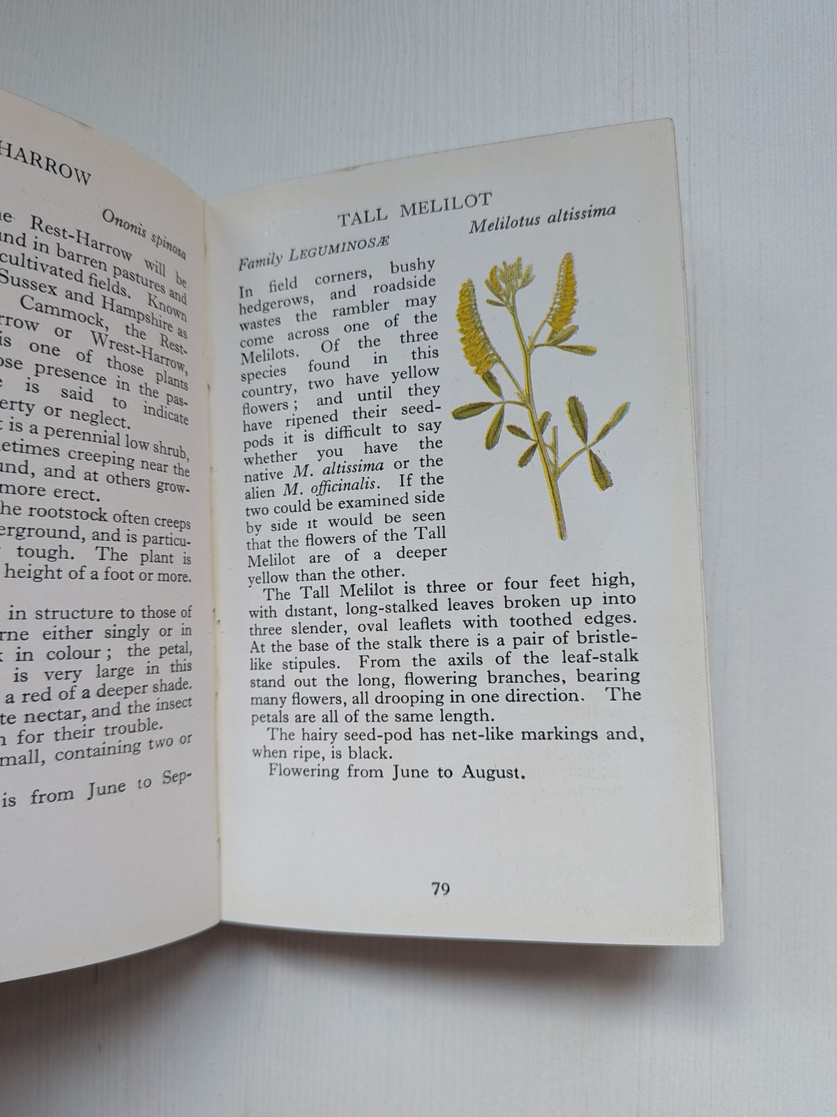 The Observer's Book of British Wild Flowers by W. J. Stokoe - 1941