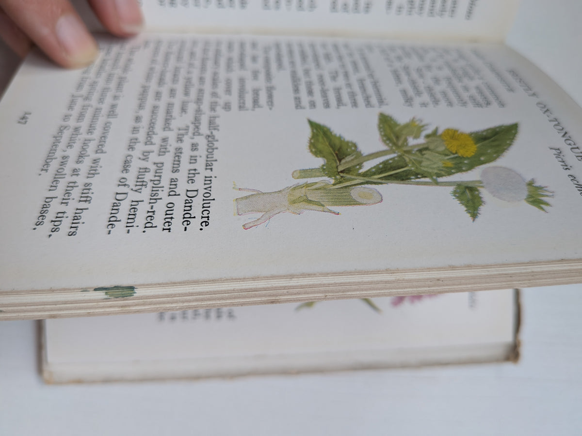 The Observer's Book of British Wild Flowers by W. J. Stokoe - 1941