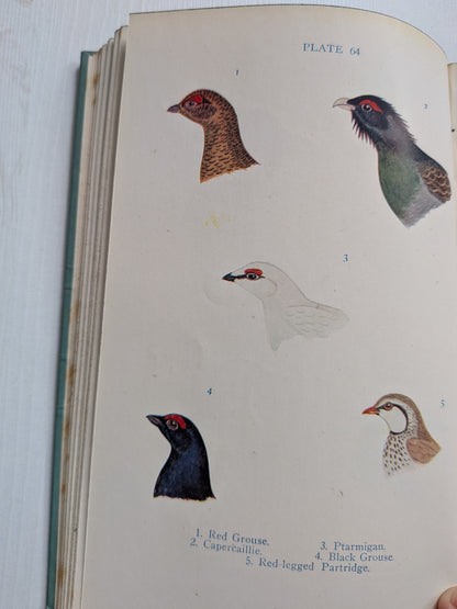 Name This Bird by Eric Fitch Daglish - 1950 - J. M. Dent & Sons Ltd
