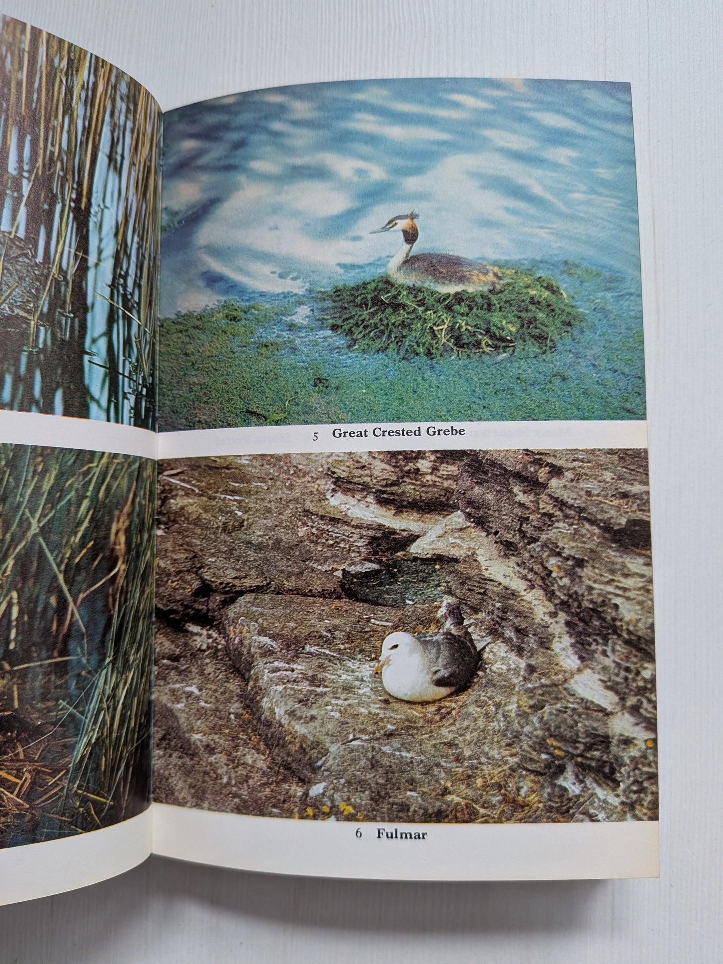Nestling Birds: Eggs and Fledglings in Colour - Winwood Reade/Eric Hosking, 1967