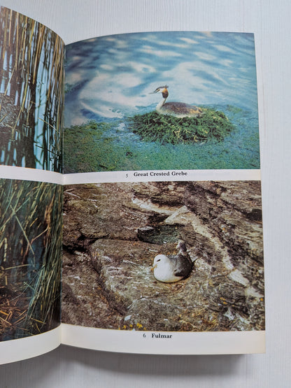 Nestling Birds: Eggs and Fledglings in Colour - Winwood Reade/Eric Hosking, 1967