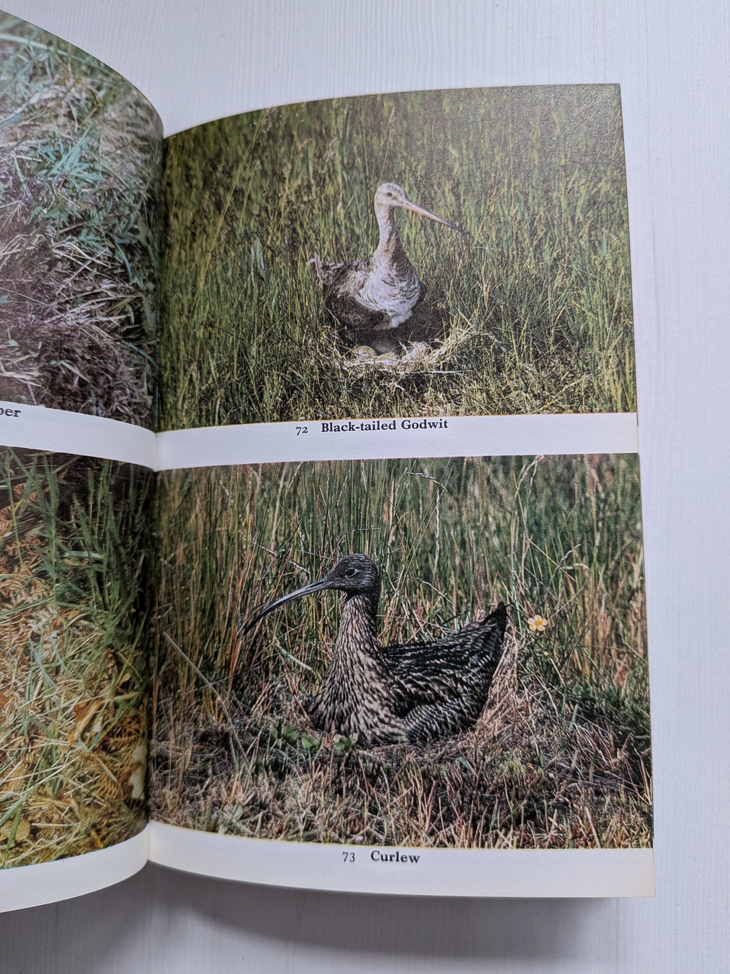 Nestling Birds: Eggs and Fledglings in Colour - Winwood Reade/Eric Hosking, 1967