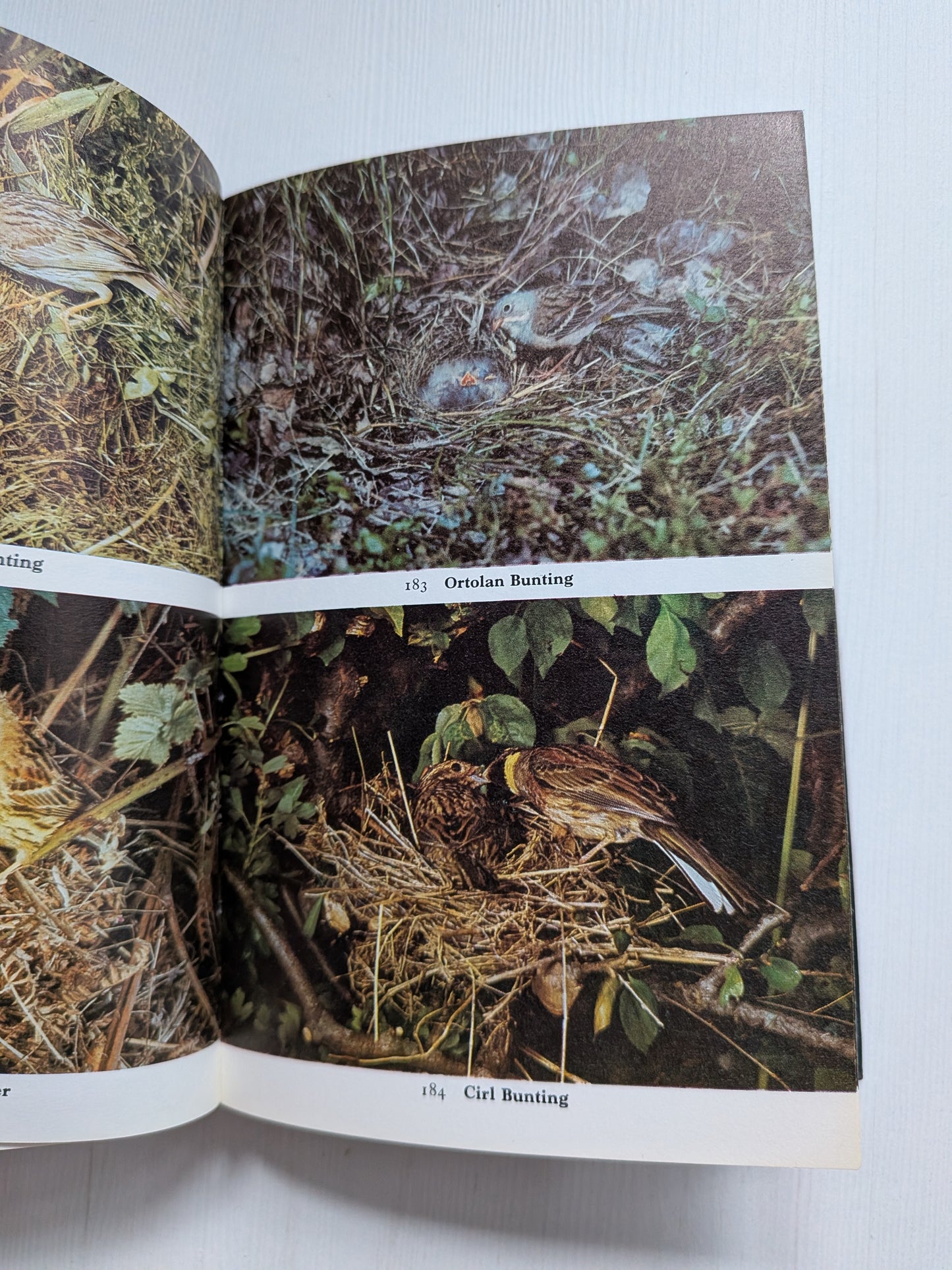 Nestling Birds: Eggs and Fledglings in Colour - Winwood Reade/Eric Hosking, 1967