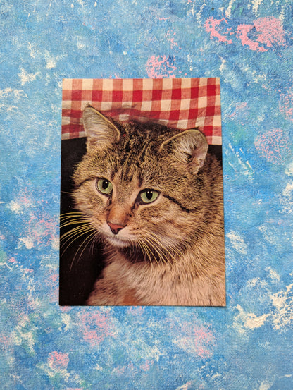 Vintage Polly, The Friendly Tabby Cat Promo Postcard - Waddingtons