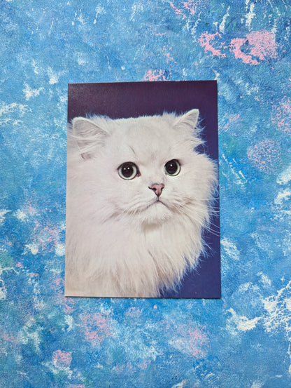 Vintage Pandora, Chelsea Studio Chinchilla Cat Promo Postcard - Waddingtons