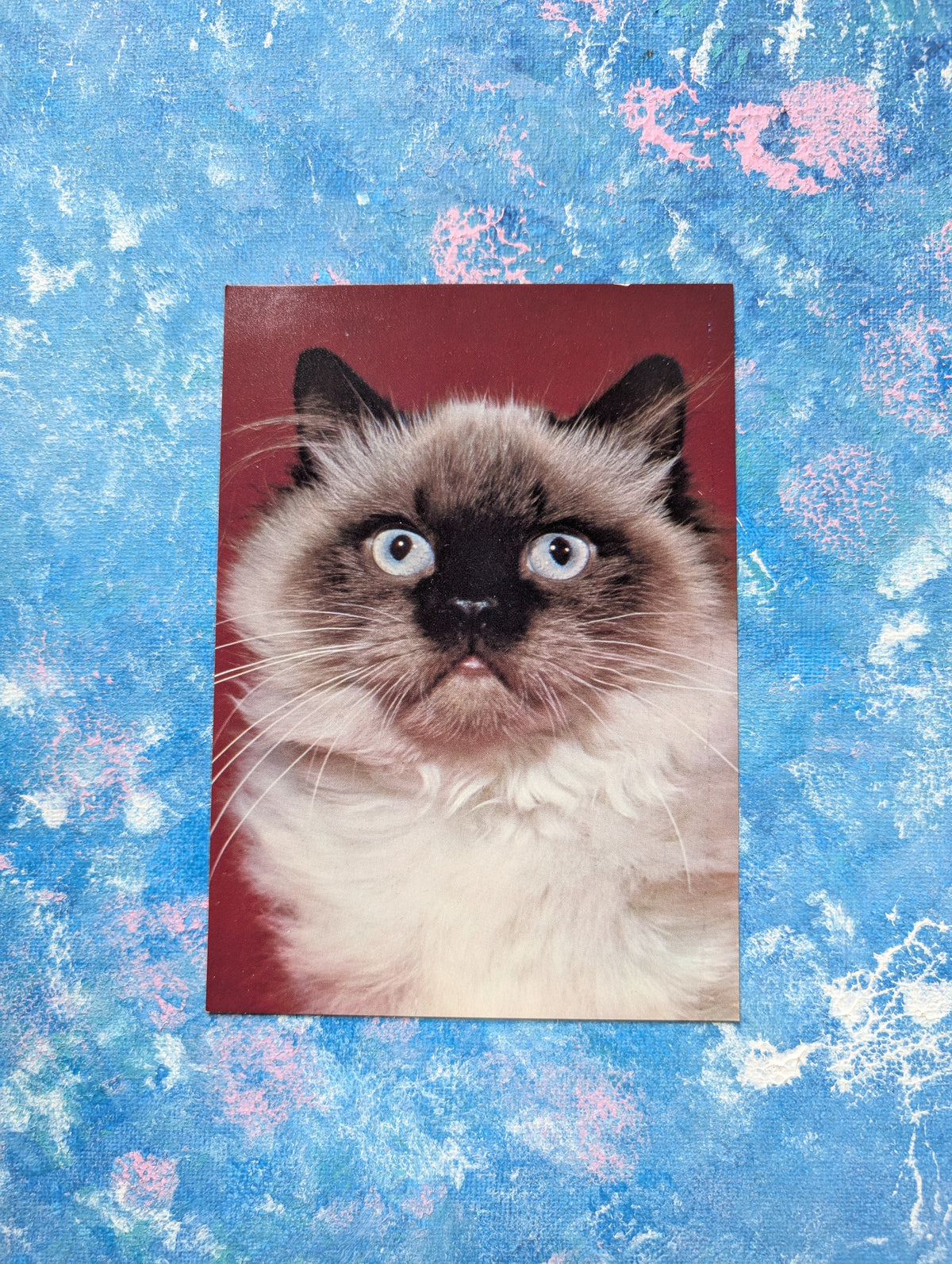 Vintage Digby, Champion Colourpoint Cat Promo Postcard - Waddingtons
