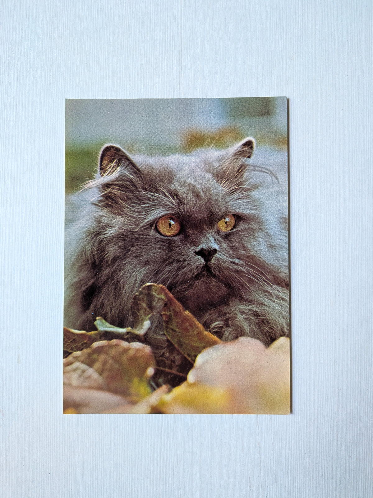 Vintage Nero, The Blue Persian Cat Promo Postcard - Waddingtons