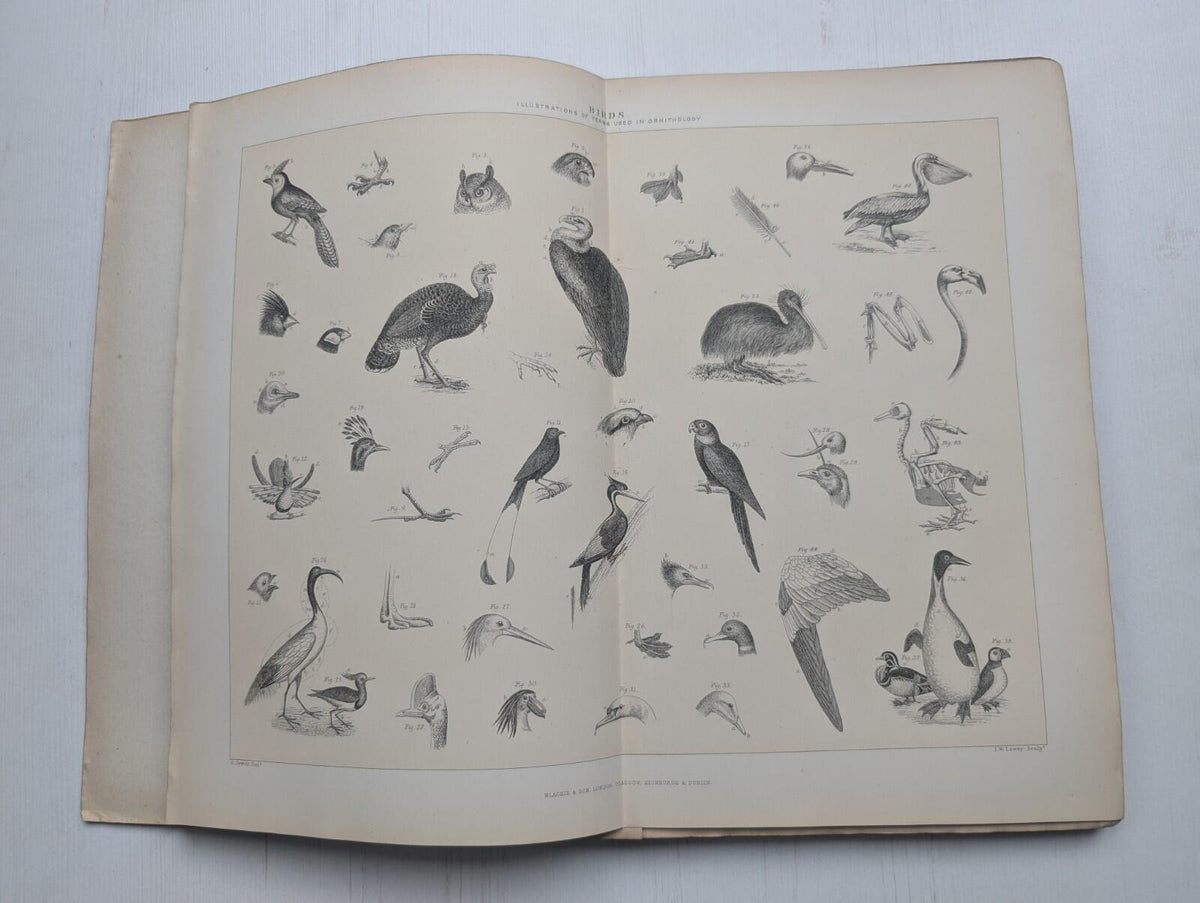 Ogilvie's Imperial Dictionary of The English Language Div. 3 - 1880's Approx