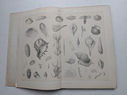 Ogilvie's Imperial Dictionary of The English Language Div. 12 - 1880's Approx