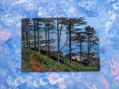 Vintage Guernsey, Channel Islands Postcard - The Pine Forest - NPO Dexter