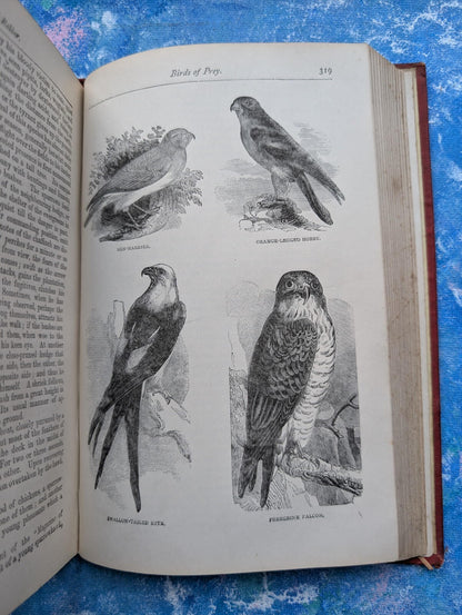 The Parlour Menagerie - Descriptive & Anecdotal 3rd Edition - 1881, John Hogg
