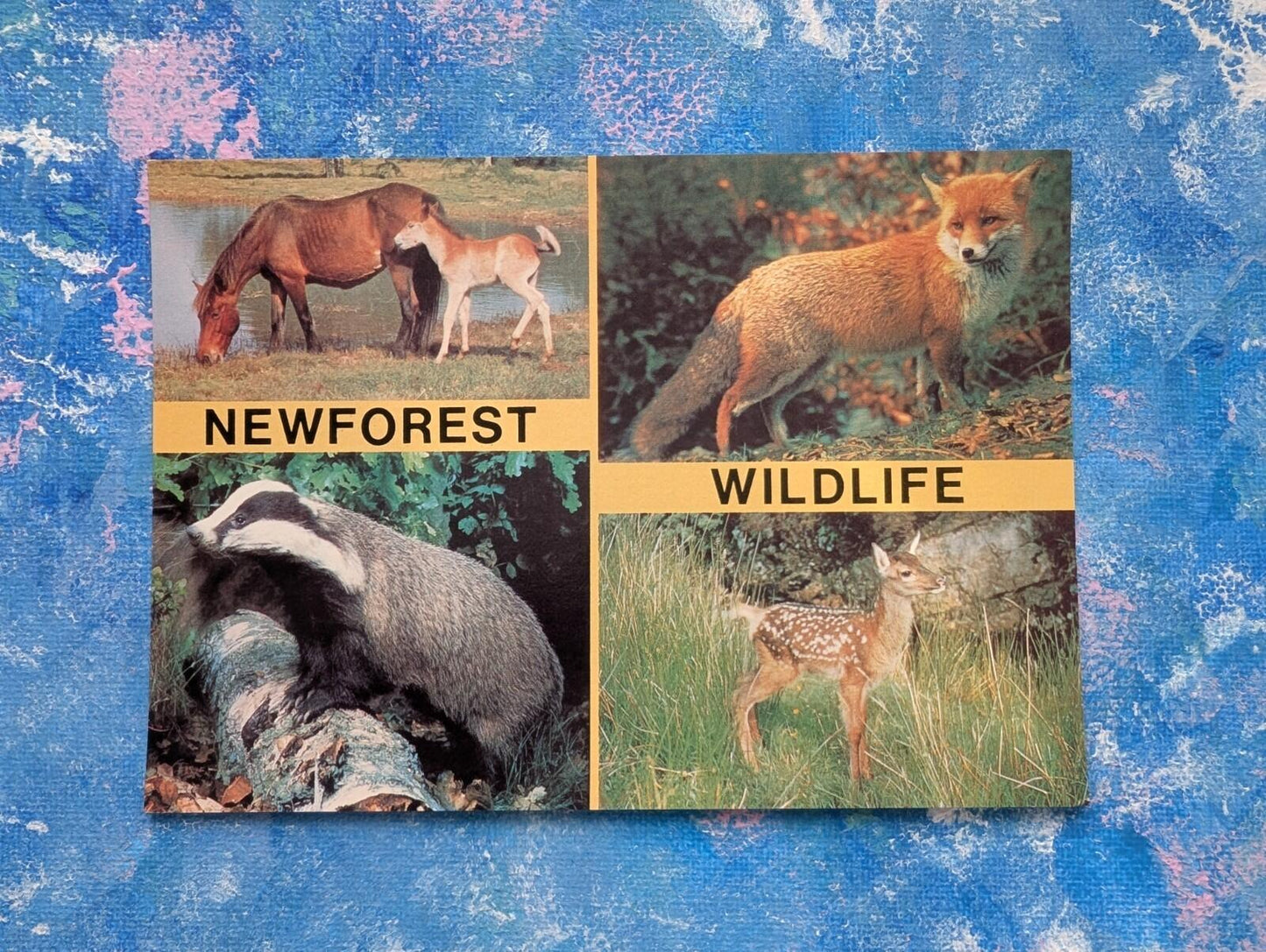 Vintage Newforest Wildlife Postcard - Arthur Dixon Postcard