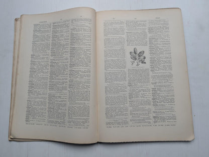 Ogilvie's Imperial Dictionary of The English Language Div. 17 - 1880's Approx