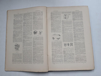 Ogilvie's Imperial Dictionary of The English Language Div. 1 - 1880's Approx